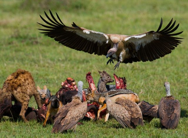 The Role of Resilience in the Conservation of the Andean Condor
