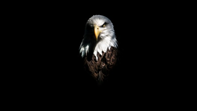 Tracking the Progress: From Endangerment to Abundance of Bald Eagles