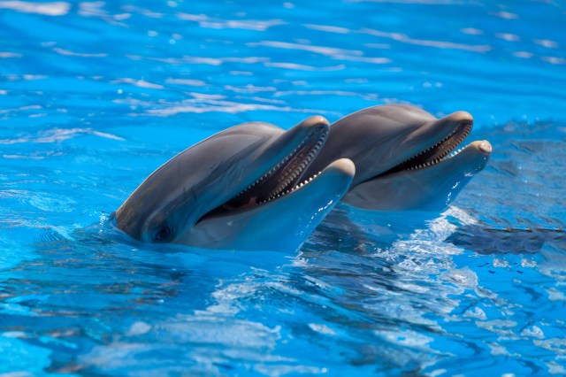 Why Studying Dolphin Societies Can Teach Us About Human Connections