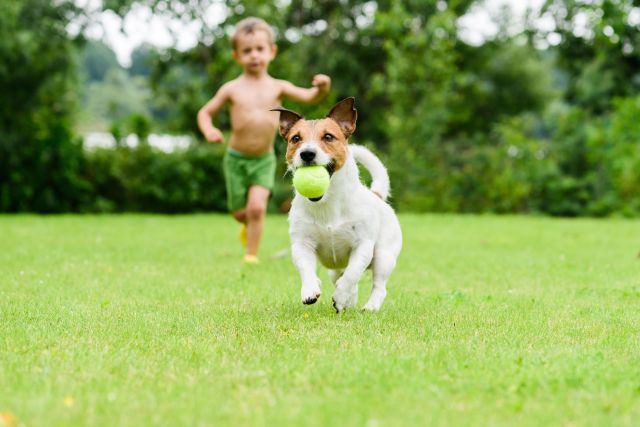Teaching Pets to Play Fetch: Tips for Success with Cats and Dogs