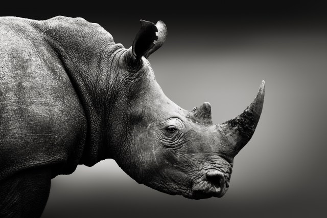 Top 5 of the World’s Most Endangered Animals You Should Know About