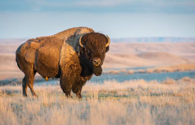 The Cultural Significance Behind Restoring the American Bison Population