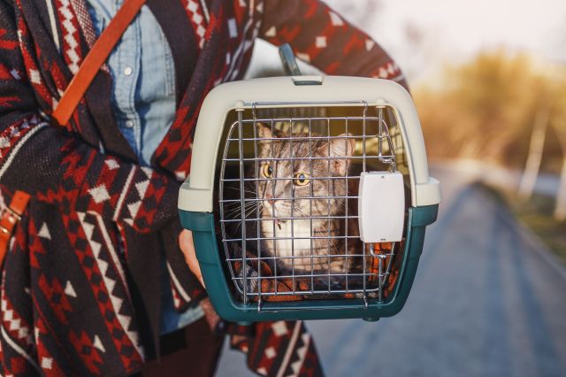 The Ultimate Checklist for New Pet Owners: Essential Supplies to Buy