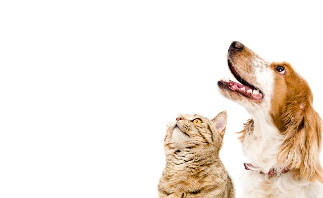 Amazing Pet Trivia Facts That Will Surprise Even the Biggest Animal Lovers