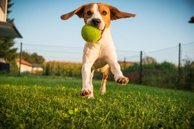 Essential Nutritional Needs for Puppies, Adults, and Senior Dogs