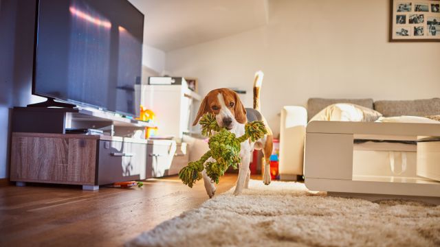 Pet-Proofing 101: Making Your Home Safe and Comfortable for Pets