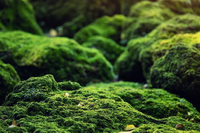 The Role of Moss in Supporting Biodiversity in Primitive Ecosystems