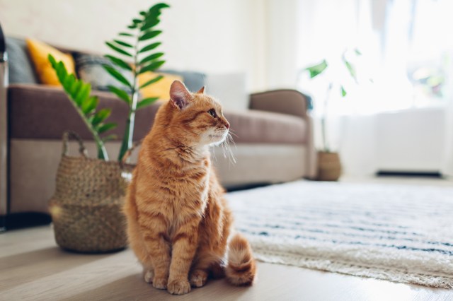 Top 5 Tips for Brushing Your Pet Without Stressing Them Out