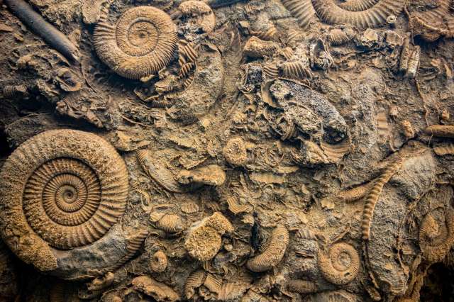 From Bones to Beasts: The Impact of Fossil Finds on Mythological Narratives