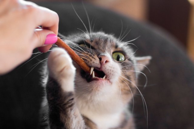 Tools and Tricks to Reduce Anxiety During Pet Nail Trims