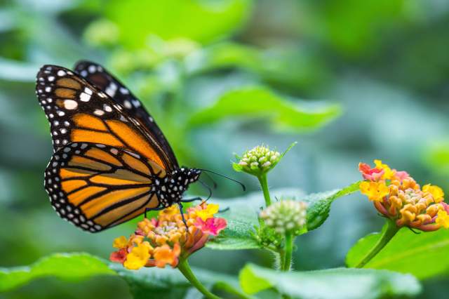 Top 5 Ways to Support the Survival of Monarch Butterflies in Your Community