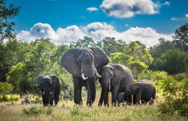 Challenges and Solutions in the Science of Reintroducing Captive-Bred Wildlife