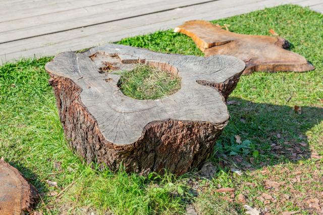 What Tree Rings Can Tell Us About Past Climate Conditions