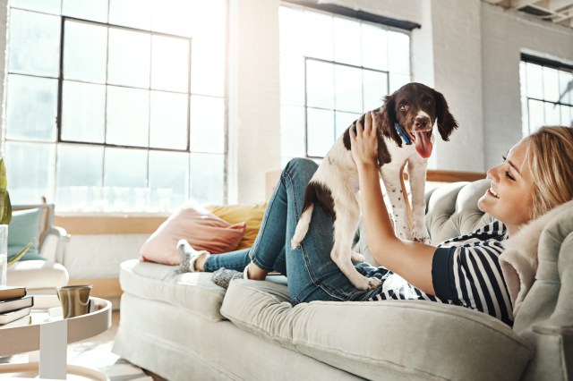 Top 5 Ways to Ease Your Pet’s Transition into a New Home
