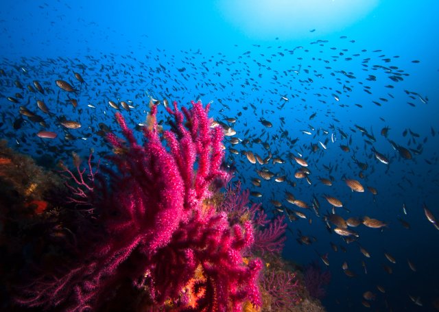 Top 5 Fascinating Facts About Prehistoric Coral Reefs and Their Inhabitants